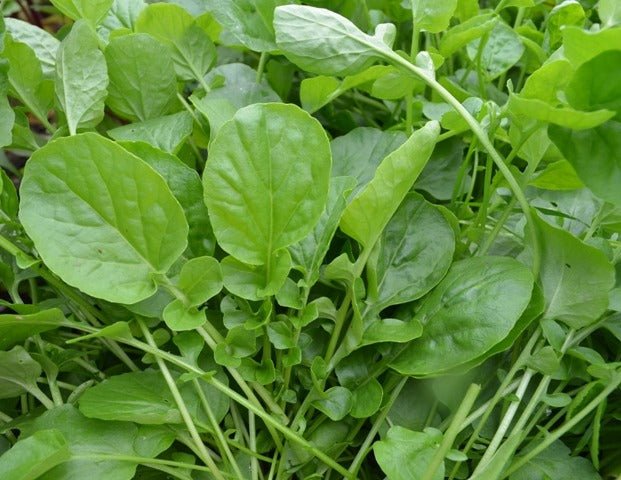 Upland Cress 'Belle Isle' - Organic - Greta's Family Gardens