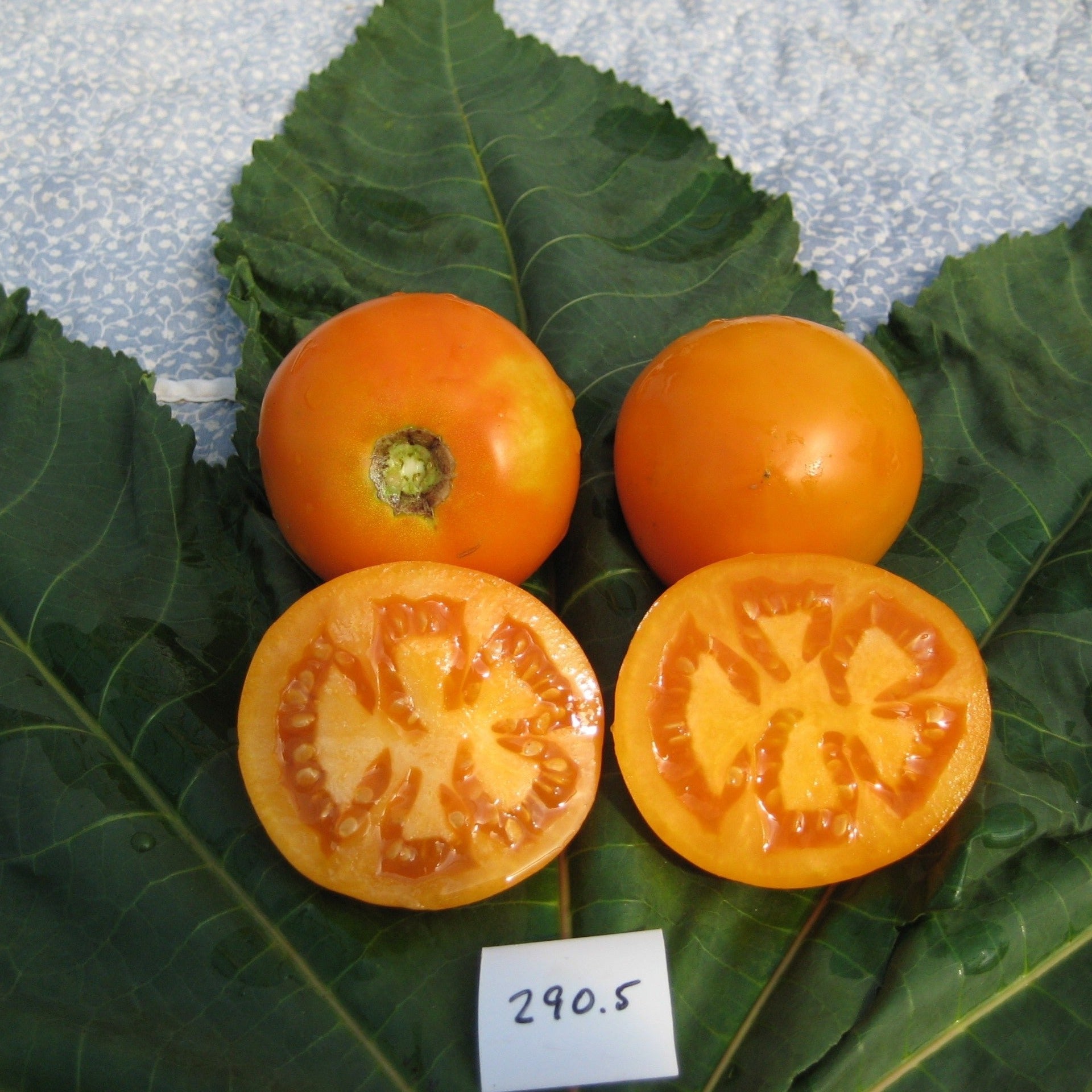 Valencia Tomato - Organic - Greta's Family Gardens