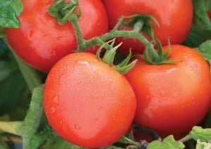 Valley Girl Cherry Tomato - Organic - Greta's Family Gardens