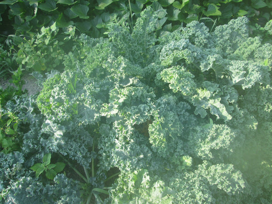 Vates Kale - Organic - Greta's Family Gardens