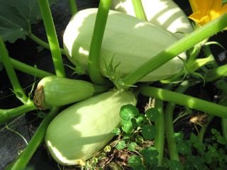 Vegetable Marrow Squash - Organic - Greta's Family Gardens