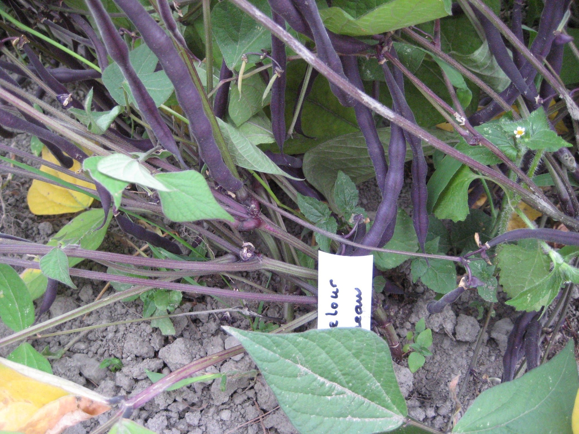 Velour Beans - Organic - Greta's Family Gardens