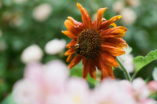 Velvet Queen Sunflower - Organic - Greta's Family Gardens