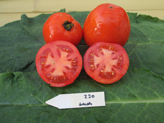 Vendor Tomato - Organic - Greta's Family Gardens