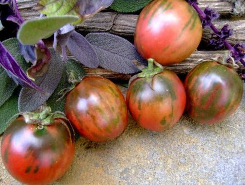 Vernissage Black Tomato - Organic - Greta's Family Gardens