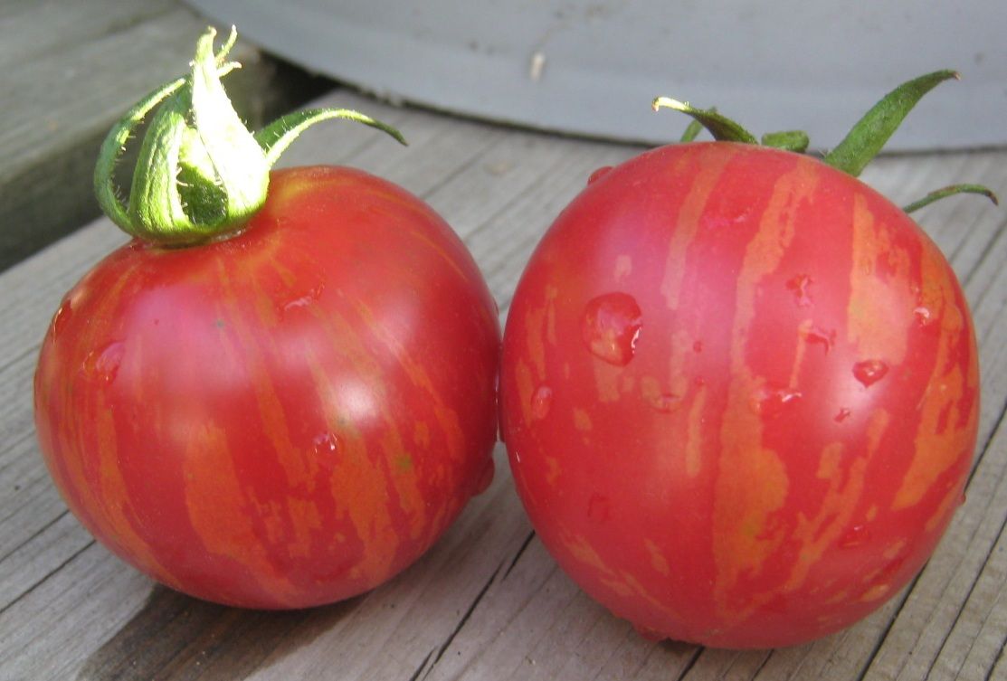 Vernissage Pink Tomato - Organic - Greta's Family Gardens