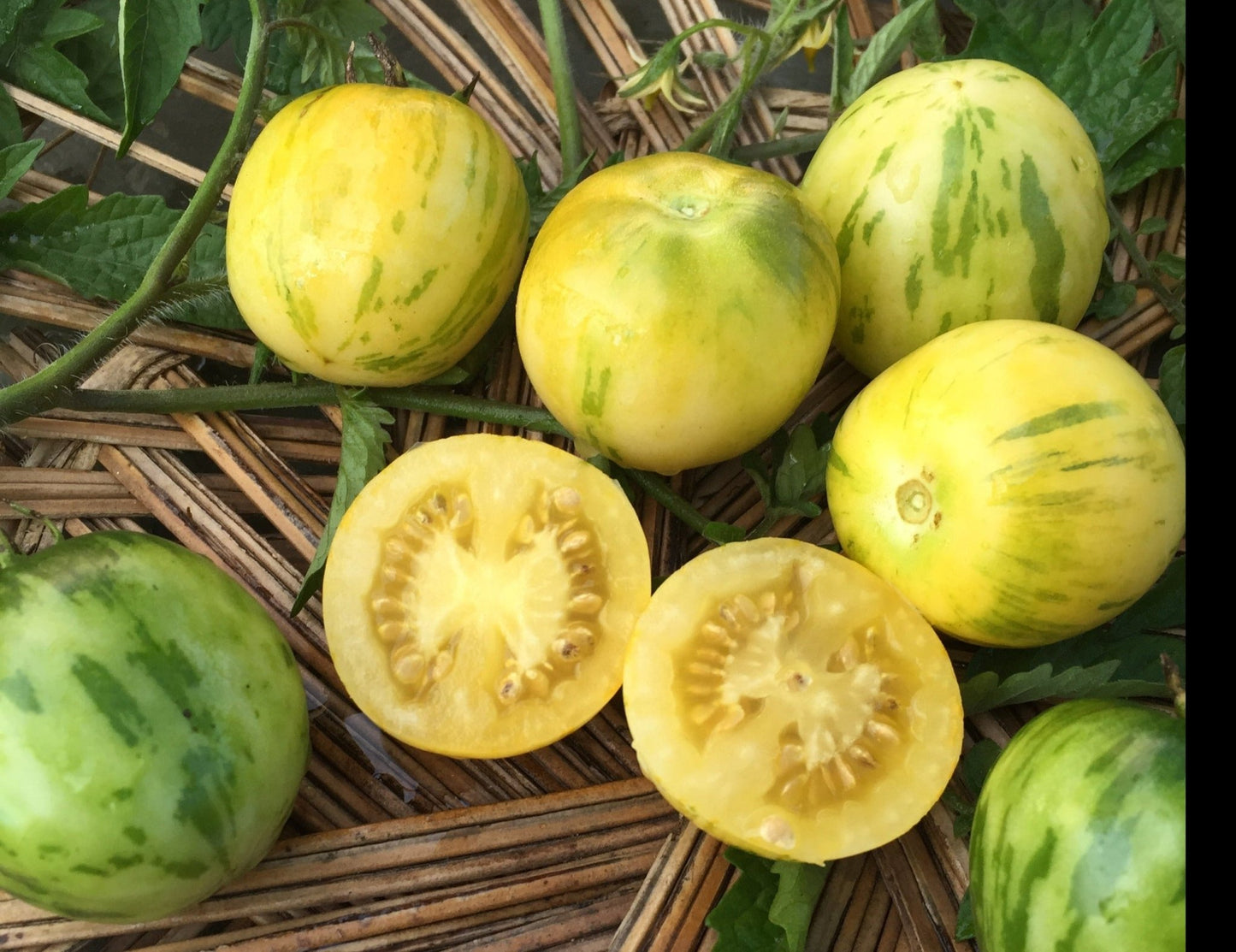 Vernissage Yellow Tomato - Organic - Greta's Family Gardens