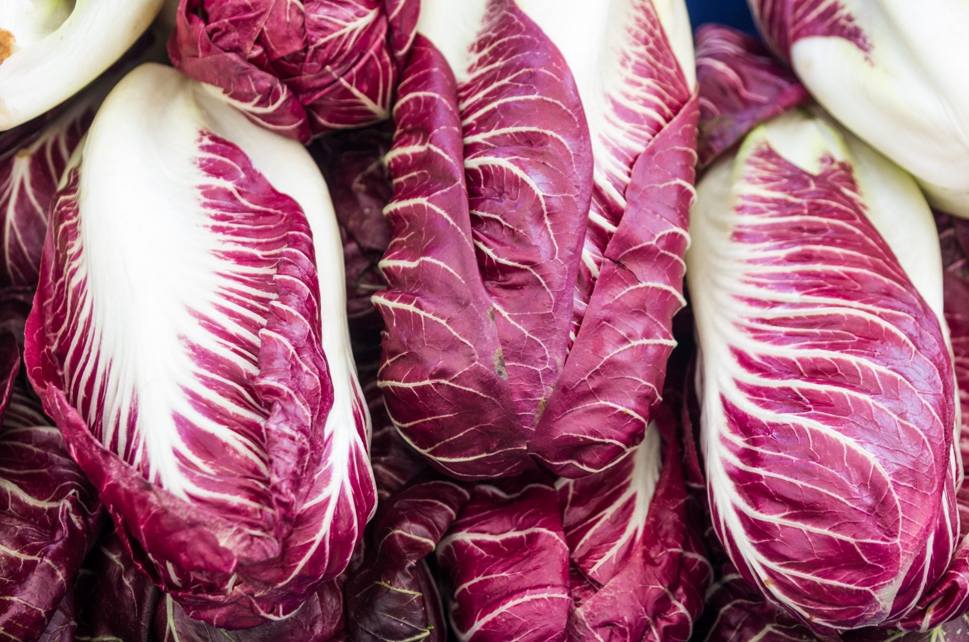 Verona Red Radicchio - Greta's Family Gardens