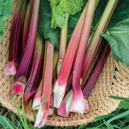 Victoria Rhubarb Seed - Greta's Family Gardens