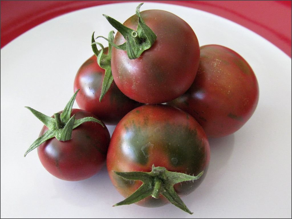 Violet Jasper Tomato - Organic - Greta's Family Gardens