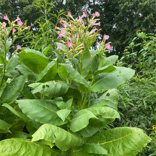 Virginia Gold Tobacco - Greta's Family Gardens