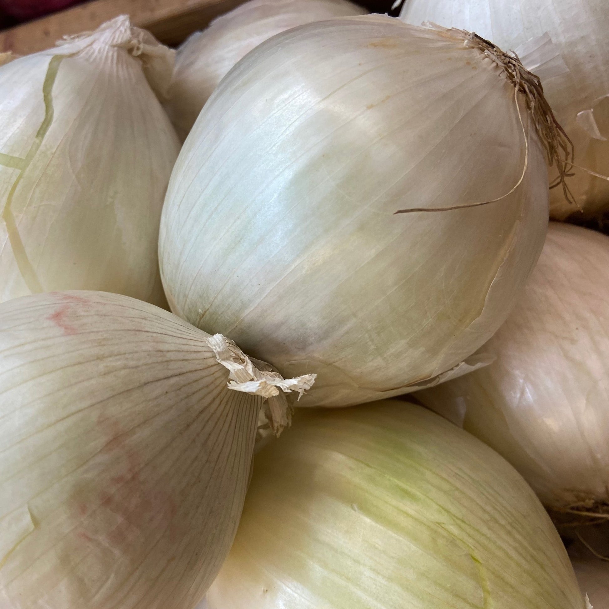 Walla Walla Onions - Greta's Family Gardens