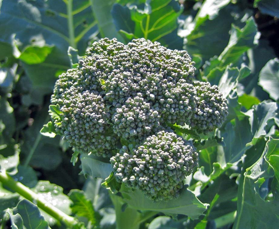 Waltham Broccoli - Greta's Family Gardens