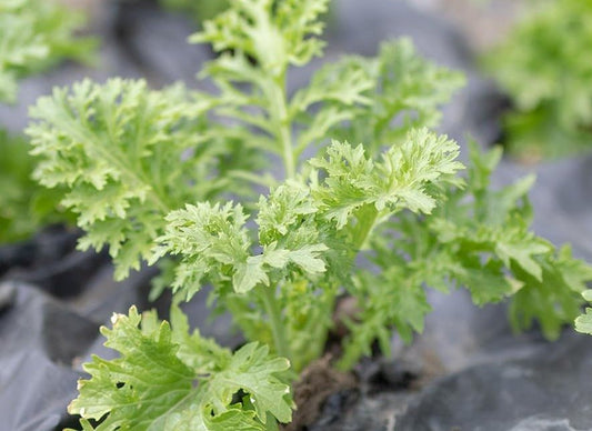 Wasabi Mustard Greens - Organic - Greta's Family Gardens