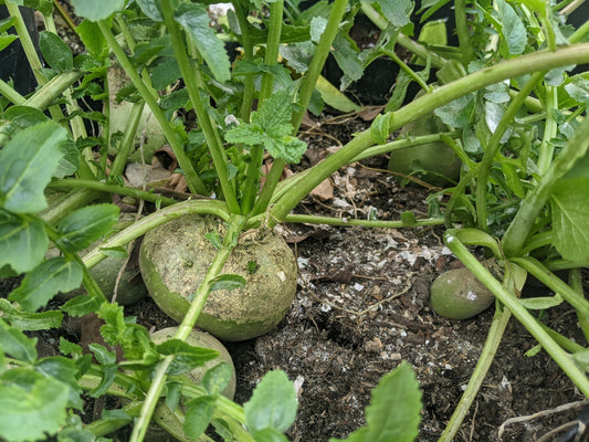 Wasabi Radish - Greta's Family Gardens