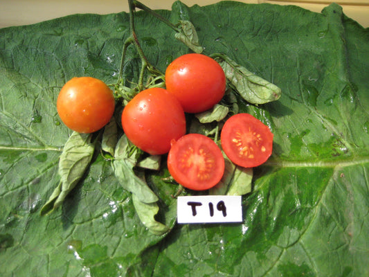 Washington Cherry Tomato - Organic - Greta's Family Gardens