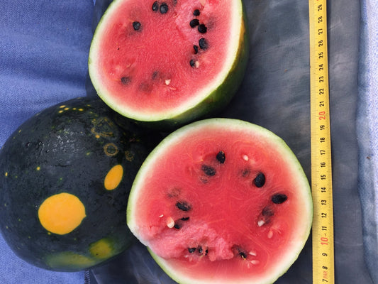 Watermelon Moon and Stars - Organic - Greta's Family Gardens