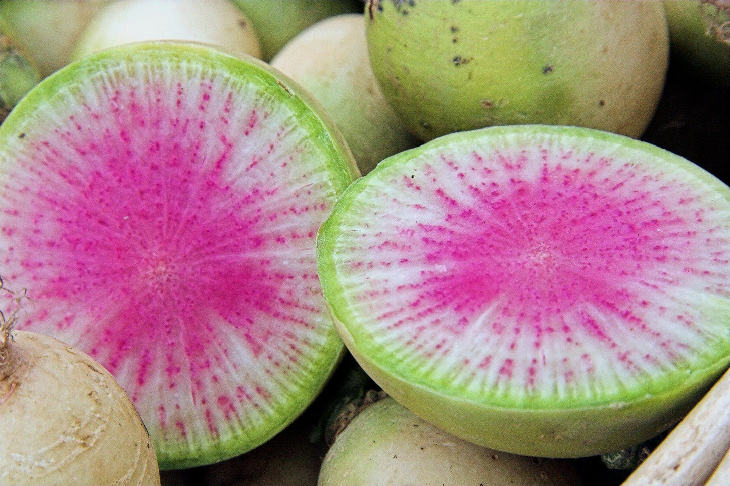 Watermelon Radish - Greta's Family Gardens