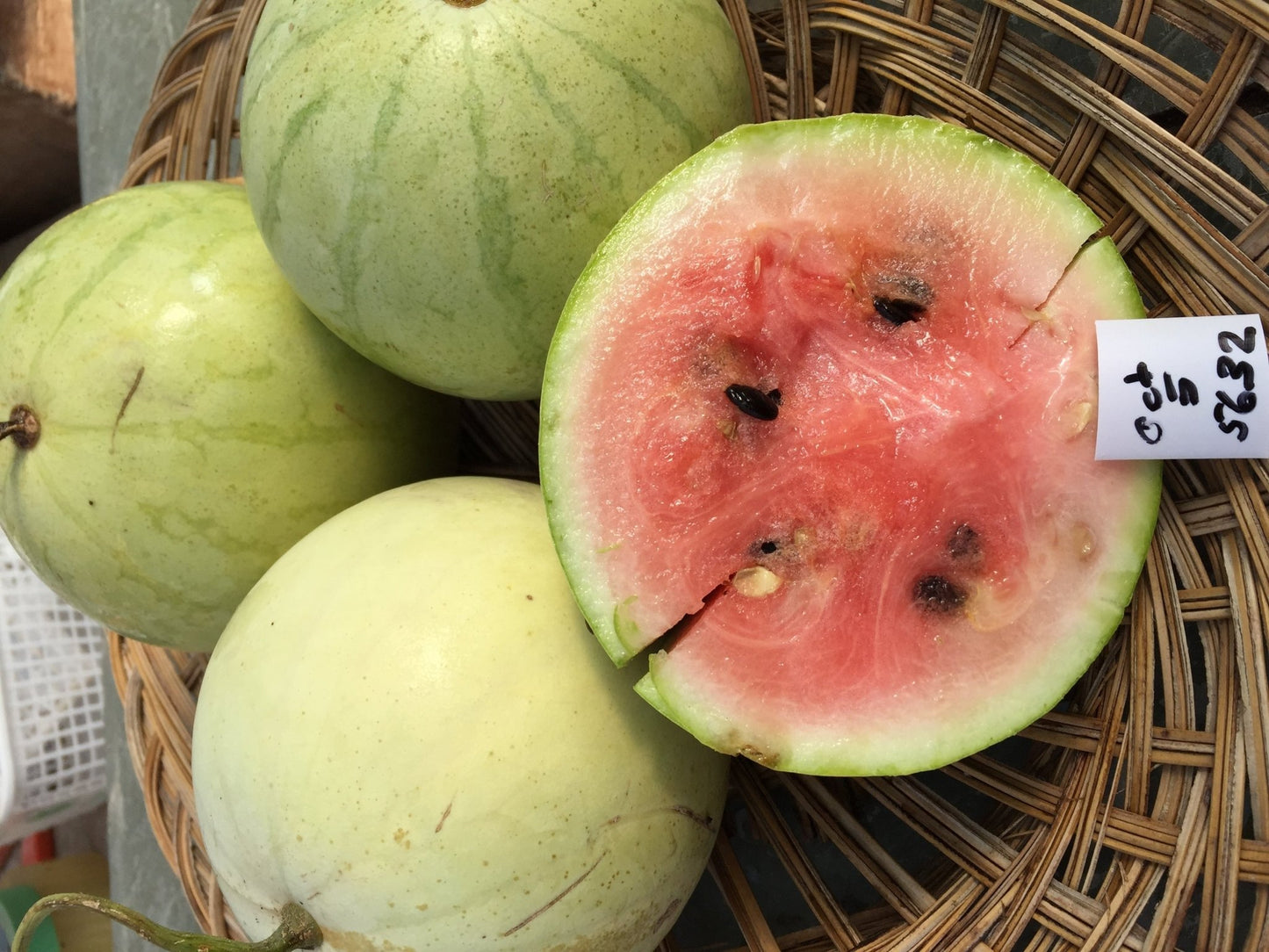 Watermelon Winter - Organic - Greta's Family Gardens