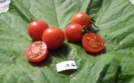 Whippersnapper Tomato - Organic - Greta's Family Gardens