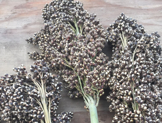 White African Sorghum - Organic - Greta's Family Gardens