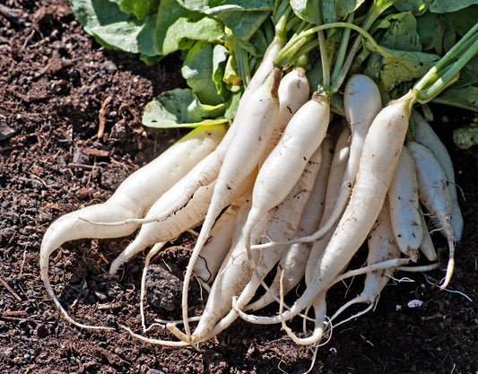 White Icicle Radish - Greta's Family Gardens