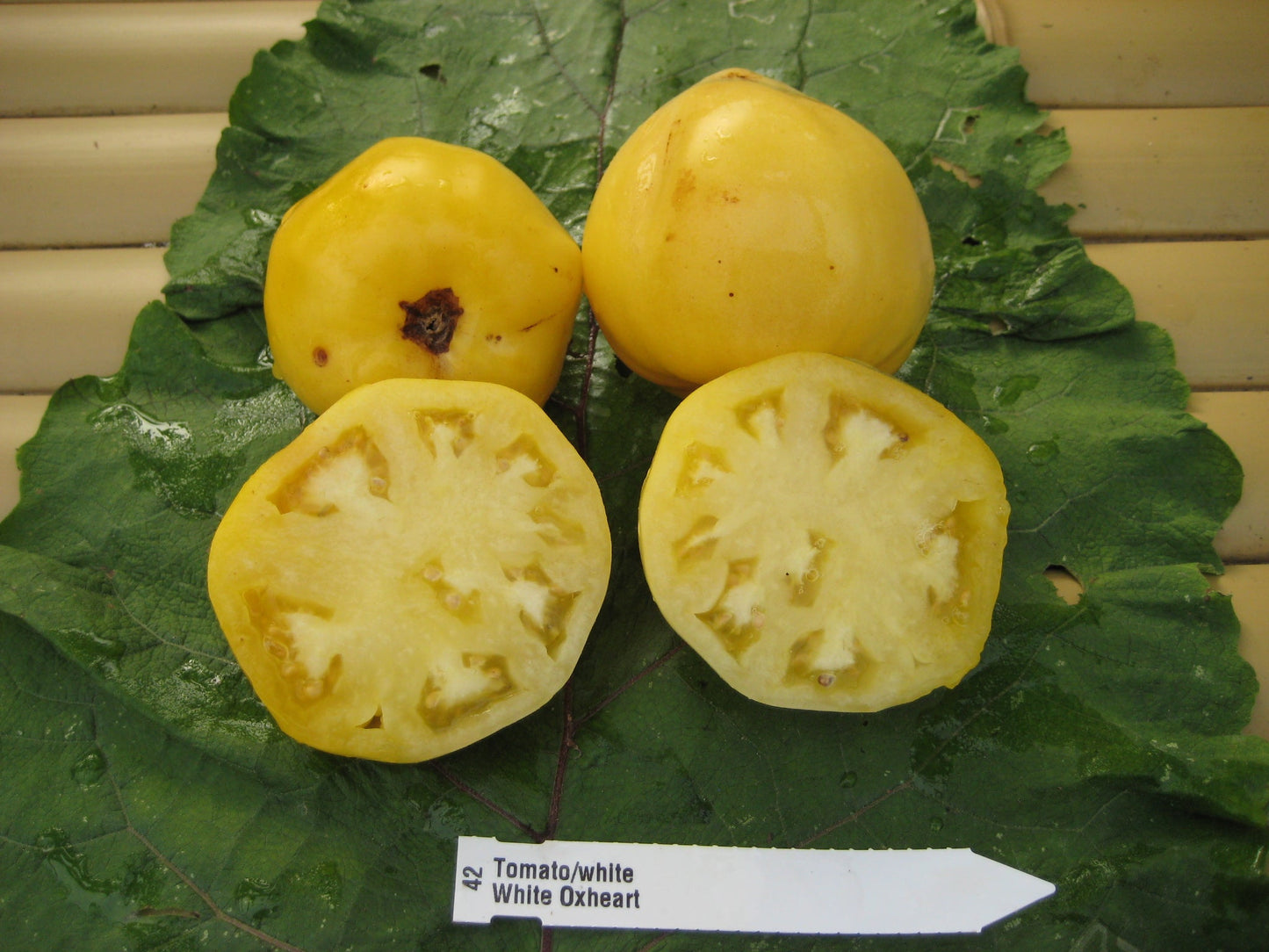 White Oxheart Tomato - Organic - Greta's Family Gardens