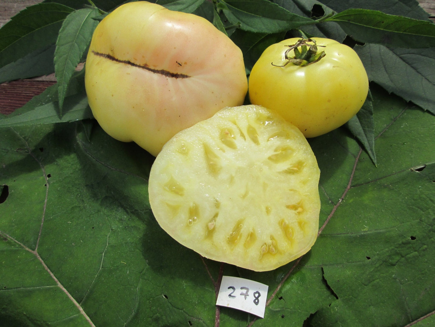 White Queen Tomato - Organic - Greta's Family Gardens