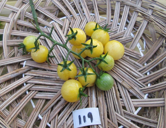 White Rabbit Tomato - Organic - Greta's Family Gardens