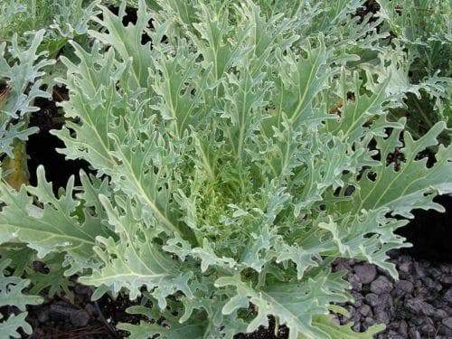 White Russian Kale - Organic - Greta's Family Gardens