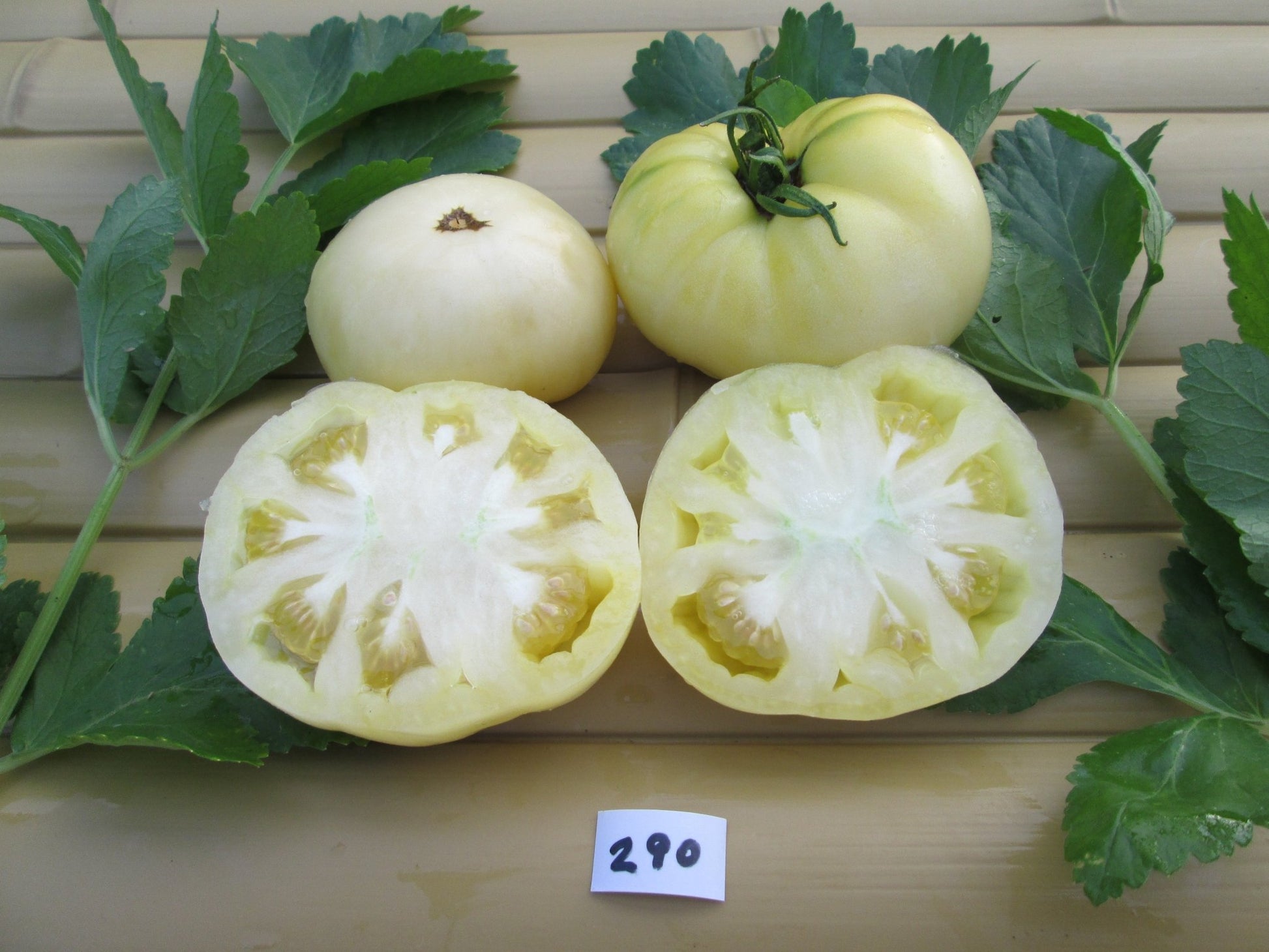 White Tomesol Tomato - Organic - Greta's Family Gardens