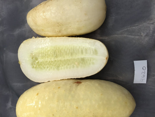 White Wonder Cucumber - Organic - Greta's Family Gardens