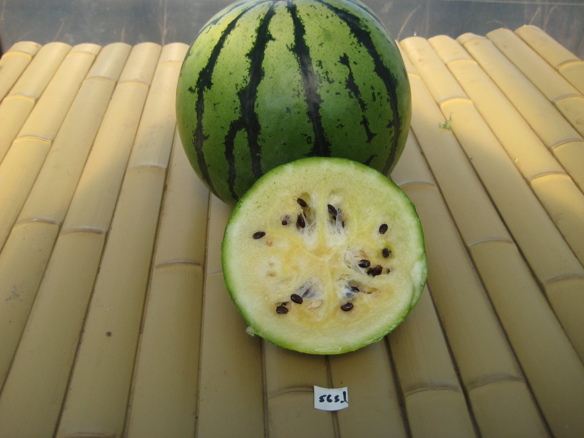 White Wonder Watermelon - Organic - Greta's Family Gardens