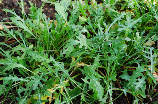 Wild Arugula - Organic - Greta's Family Gardens