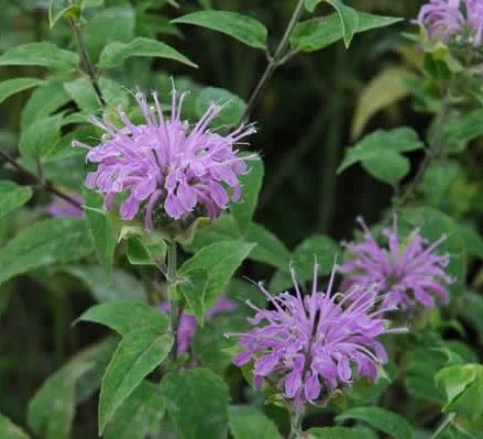 Wild Bergamot - Greta's Family Gardens