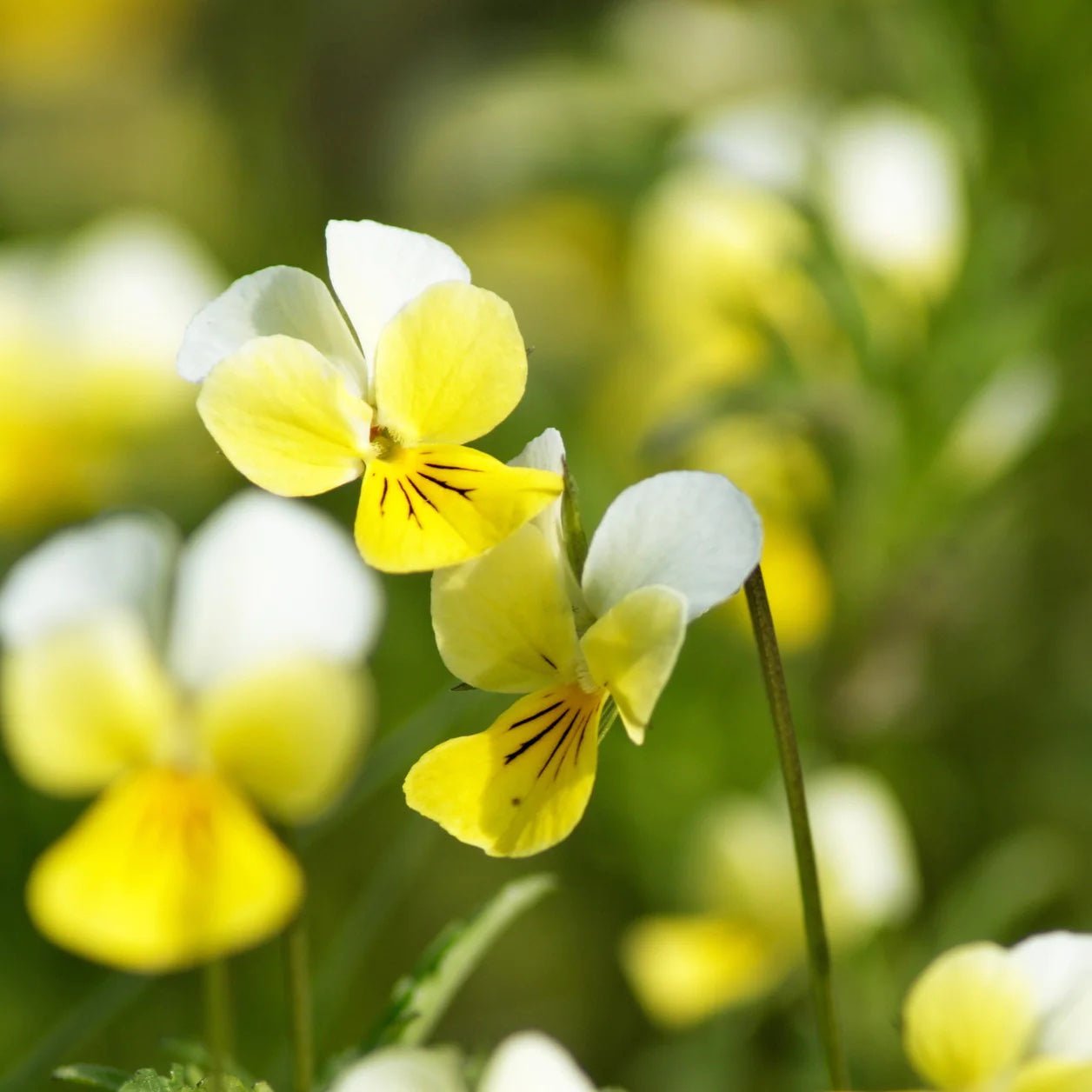 Wild Pansy - Greta's Family Gardens