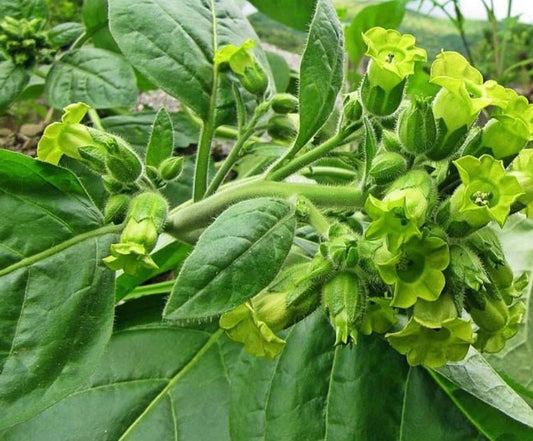 Wild Tobacco - Greta's Family Gardens