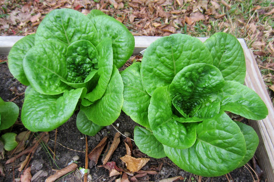 Winter Density Lettuce - Organic - Greta's Family Gardens