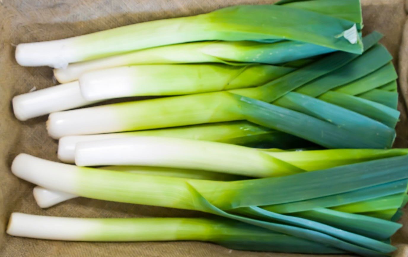 Winter Leeks - Organic - Greta's Family Gardens