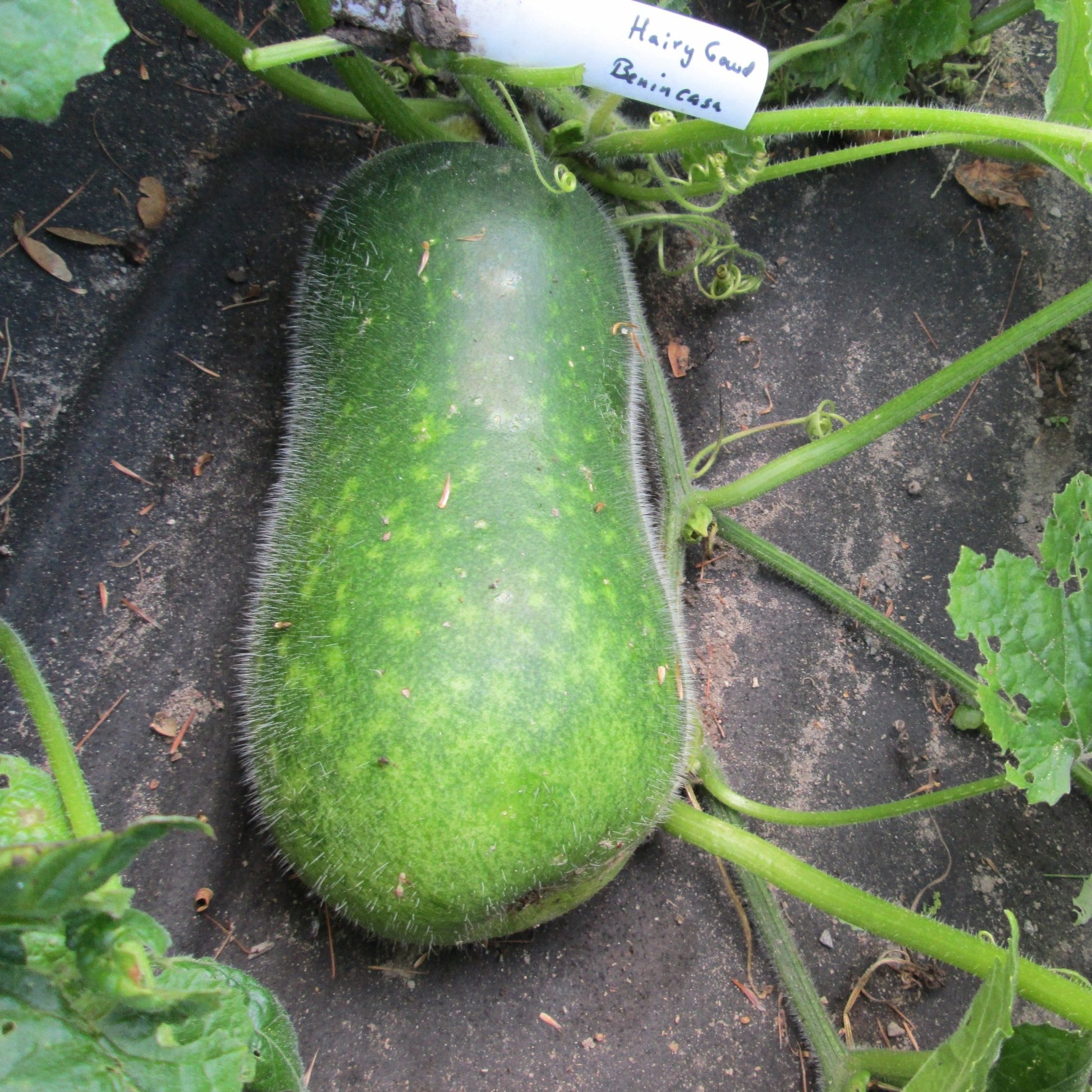 Winter Melon - Organic - Greta's Family Gardens