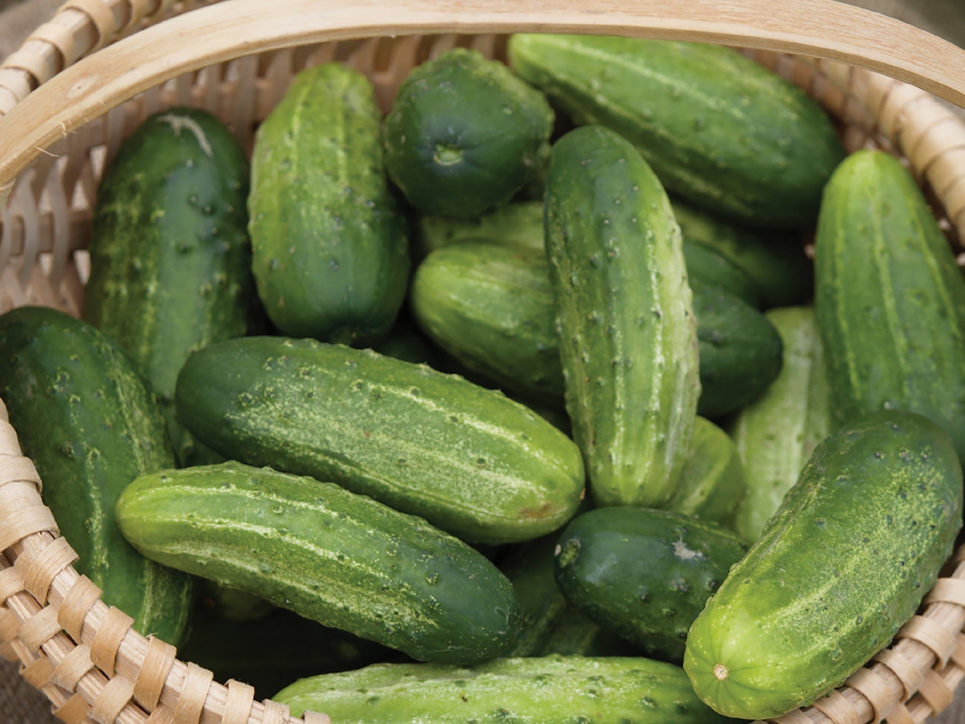 Wisconsin SMR - 58 Pickling cucumber - Greta's Family Gardens