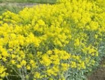 Woad - Organic - Greta's Family Gardens