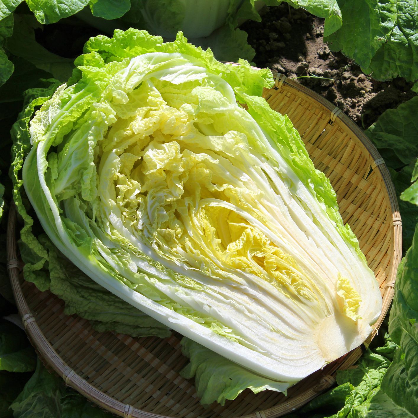 Wong Bok Cabbage - Greta's Family Gardens