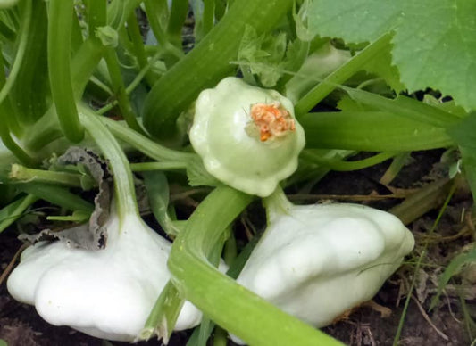 Wood's Prolific Bush Scallop Squash - Greta's Family Gardens