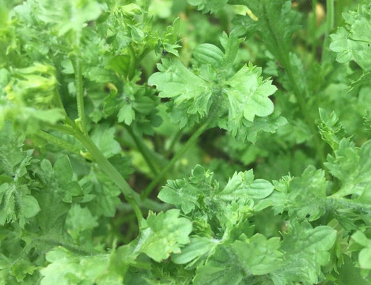 Wrinkled Crinkled Crumpled Cress - Organic - Greta's Family Gardens