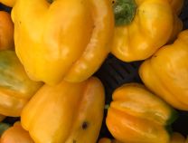 Yellow Bell Pepper - Greta's Family Gardens