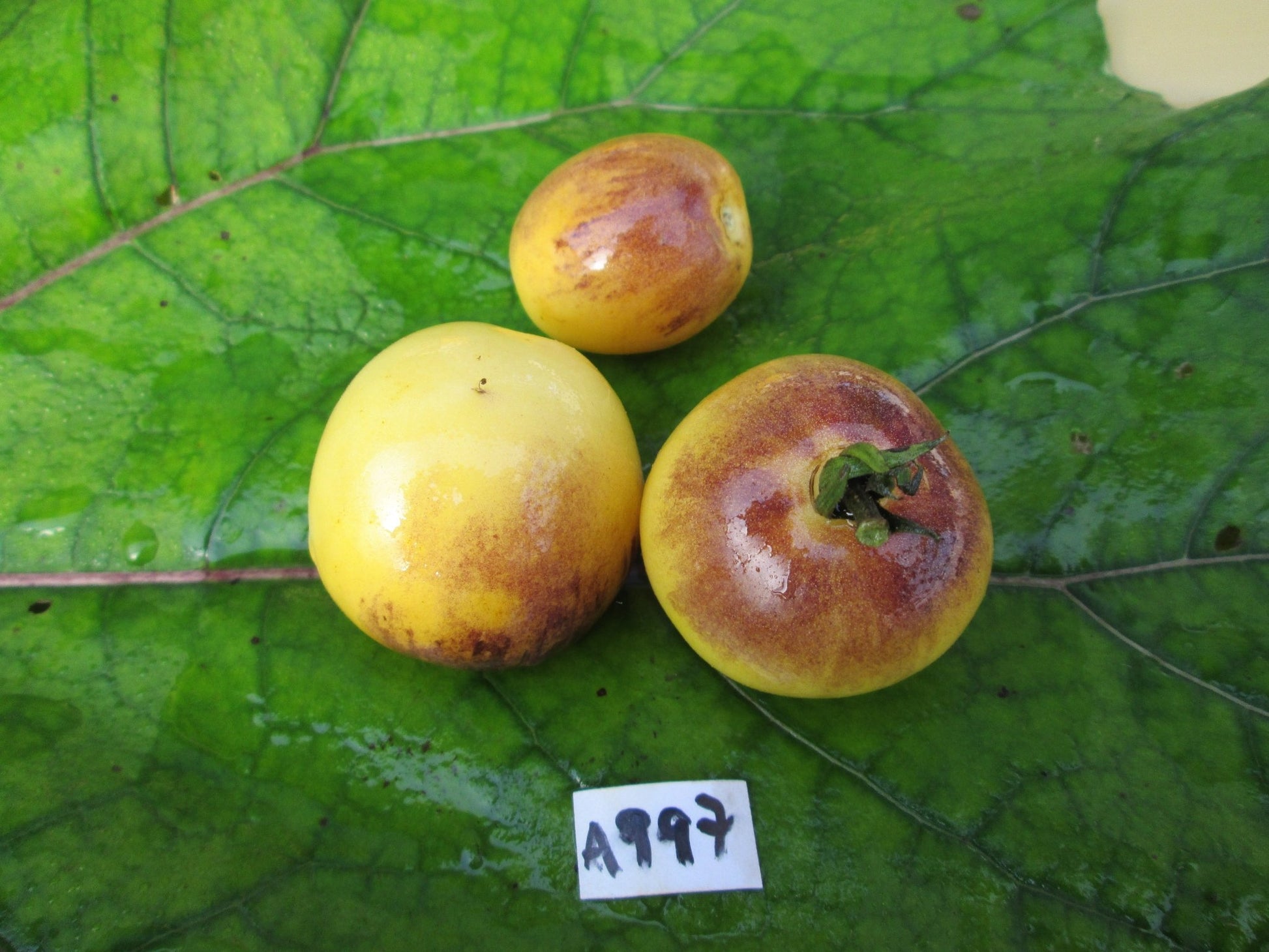 Yellow Bosque Plum Tomato - Organic - Greta's Family Gardens