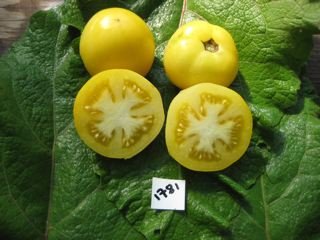 Yellow Furry Boar Tomato - Organic - Greta's Family Gardens