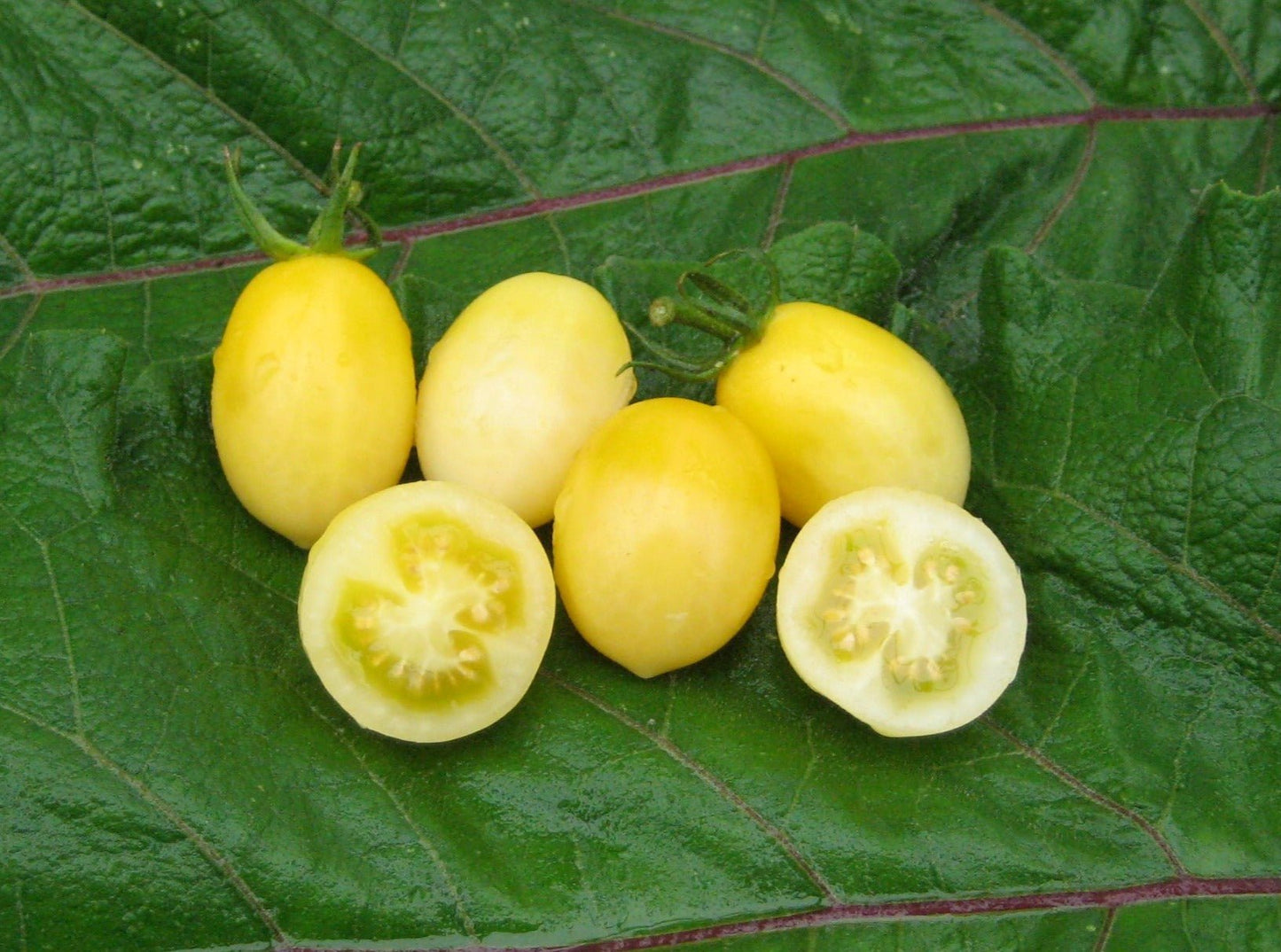 Yellow Grape Tomato - Greta's Family Gardens