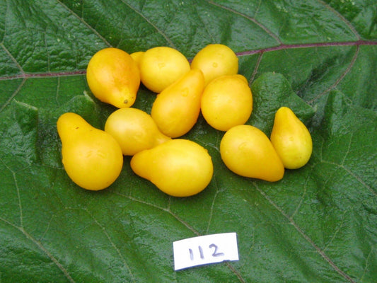 Yellow Pear cherry Tomato - Organic - Greta's Family Gardens